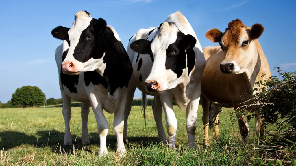 Rampant cattle theft worries Butaleja residents