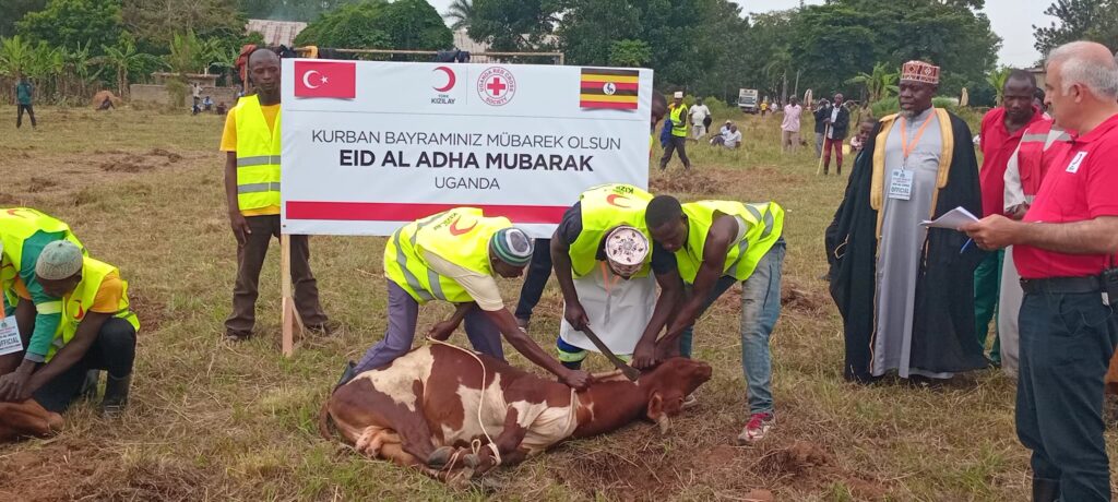 Kaliro celebrates Eid Al-Adha with 2000 cattle slaughtered